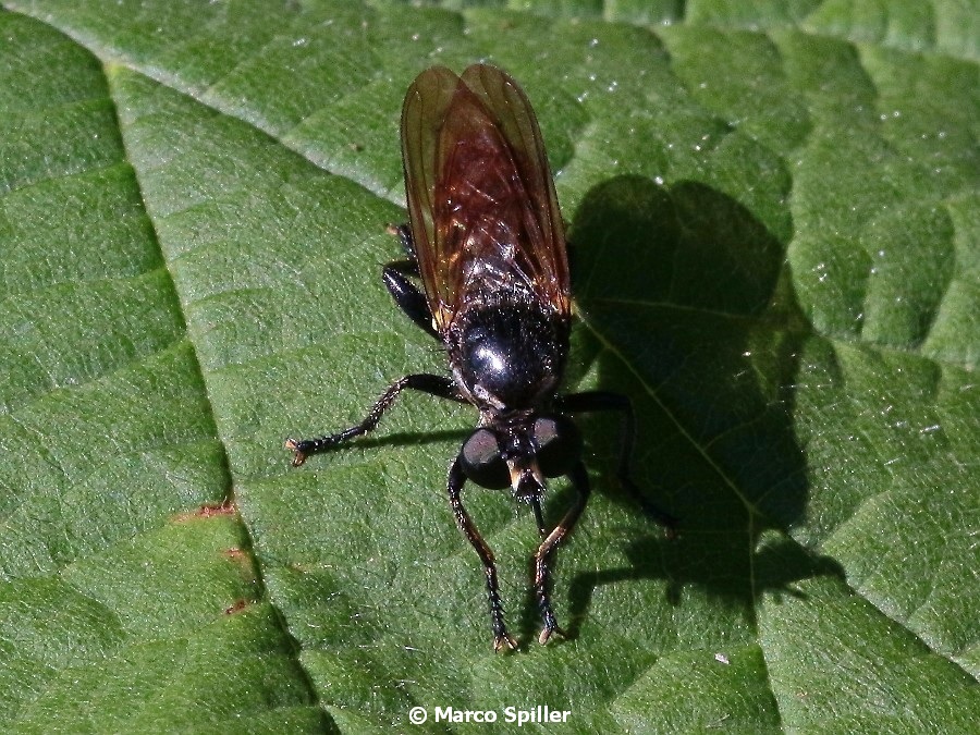 Da determinare..... Asilidae ? Si, Choerades sp.